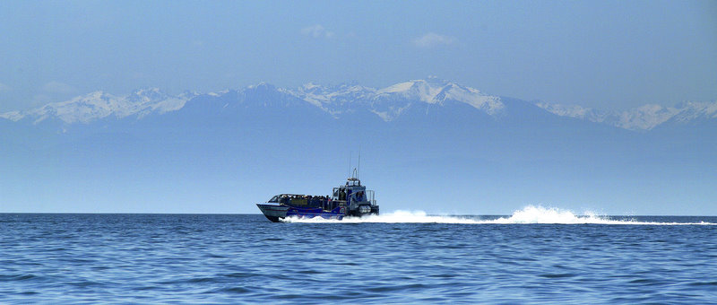 island-whaler1.jpg