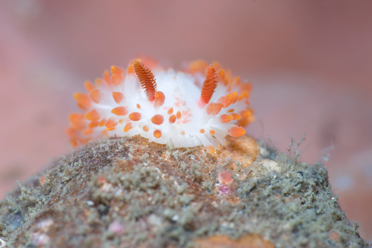 Cocknarelle dorid final lught.jpg