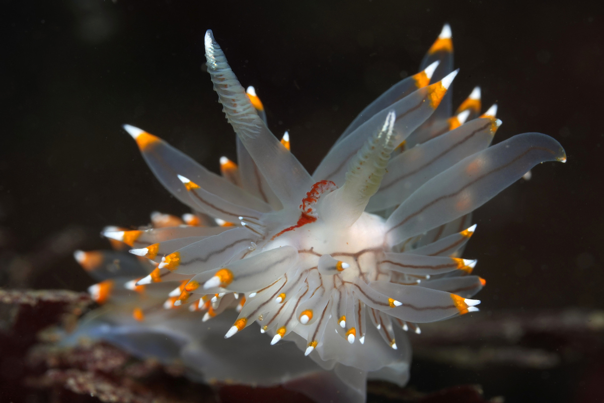orange and white tipped 2 final.JPG