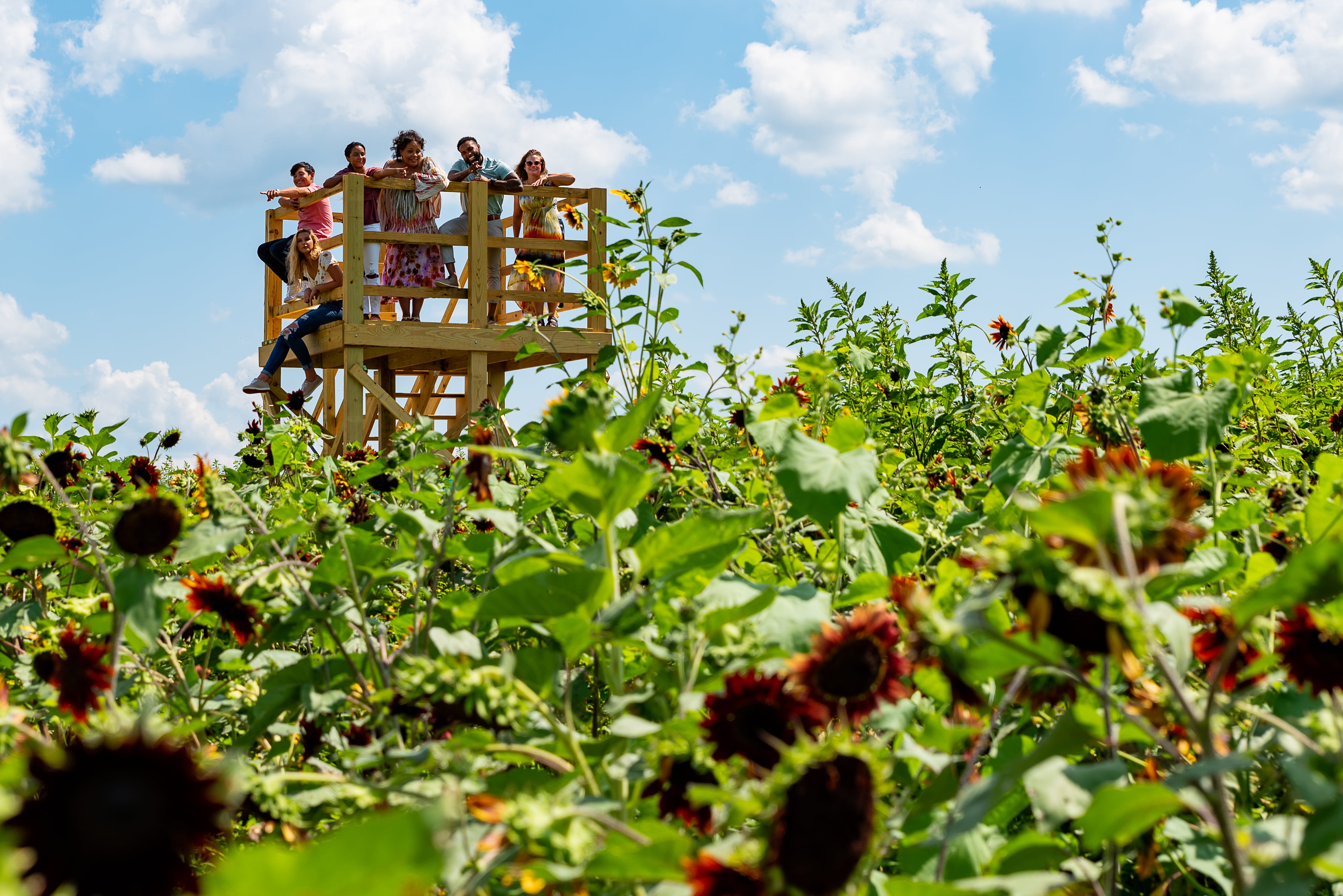 Maple Lawn Winery Sunflower Fest overlook-min.jpg