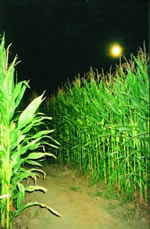 Maize Quest Fun Park 18.jpg