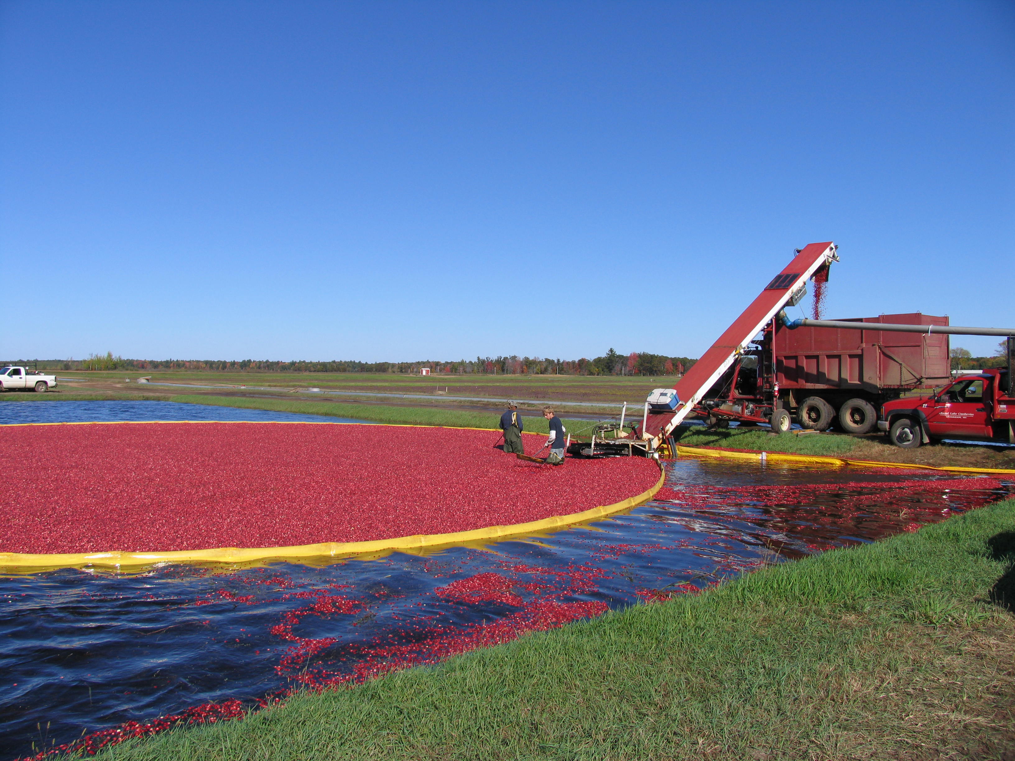 berries on conveyer 1.JPG