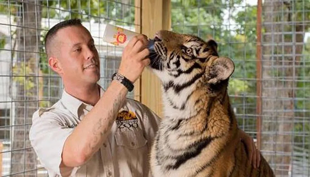 Tiger-at-Bransons-Promised-Land-Zoo-evFo_normal-w_500-h_0-.jpg