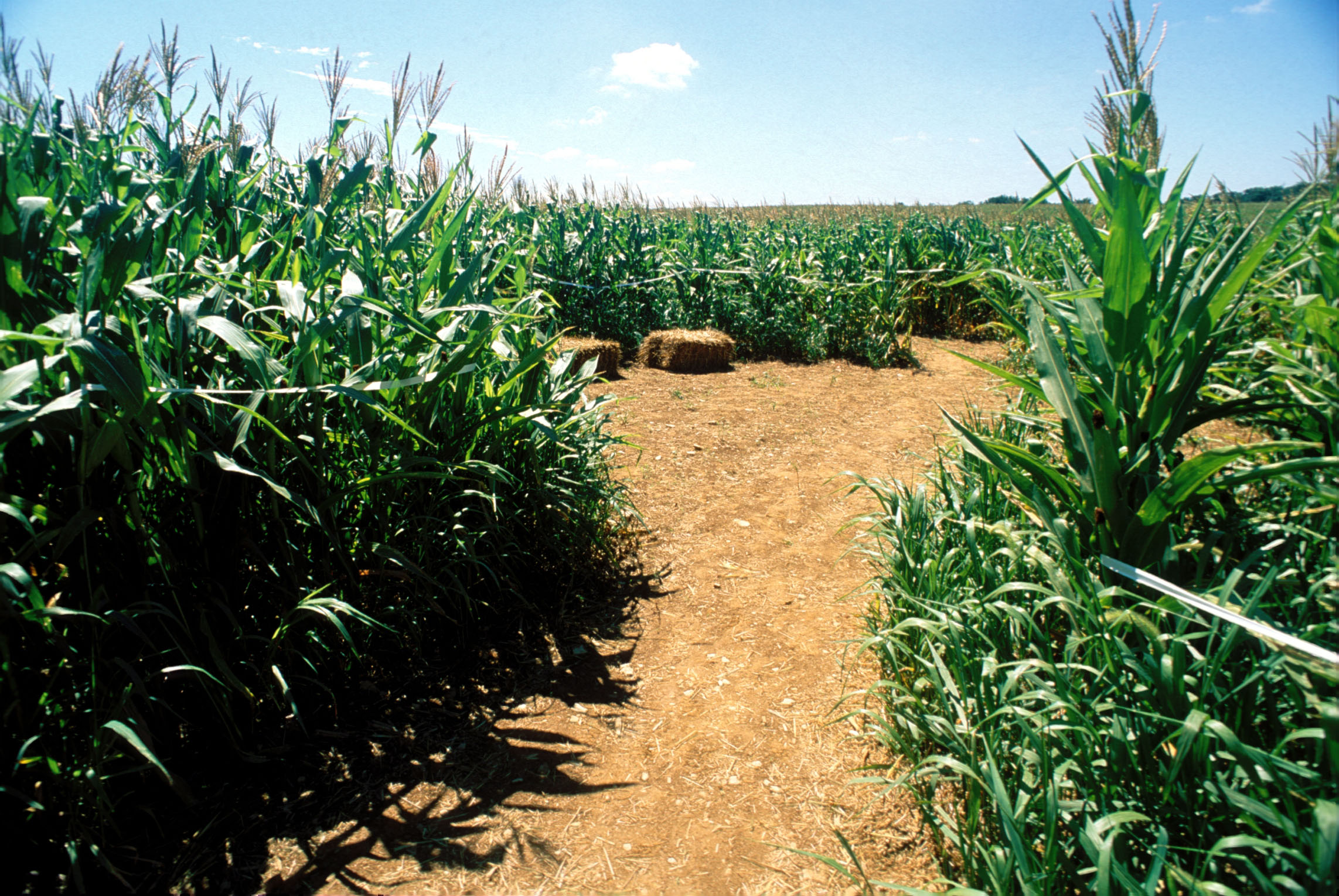Maize Quest Fun Park 02.jpg