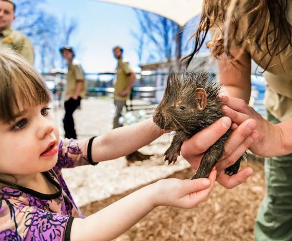 Baby-Porcupine-at-Bransons-Promised-Land-Zoo_normal-w_500-h_0-force_webpooo.jpg
