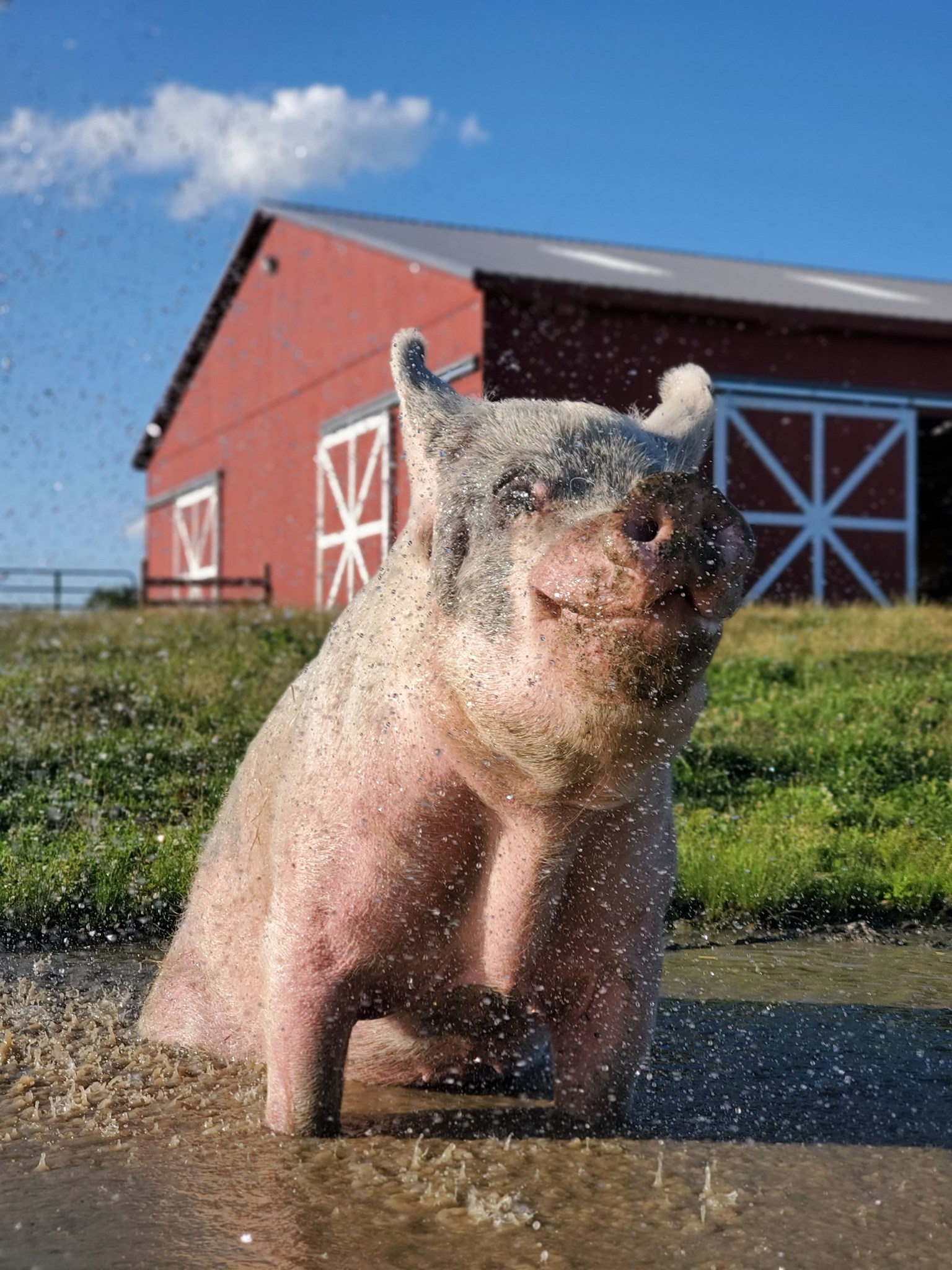 Indraloka_pig_02 (1).jpg