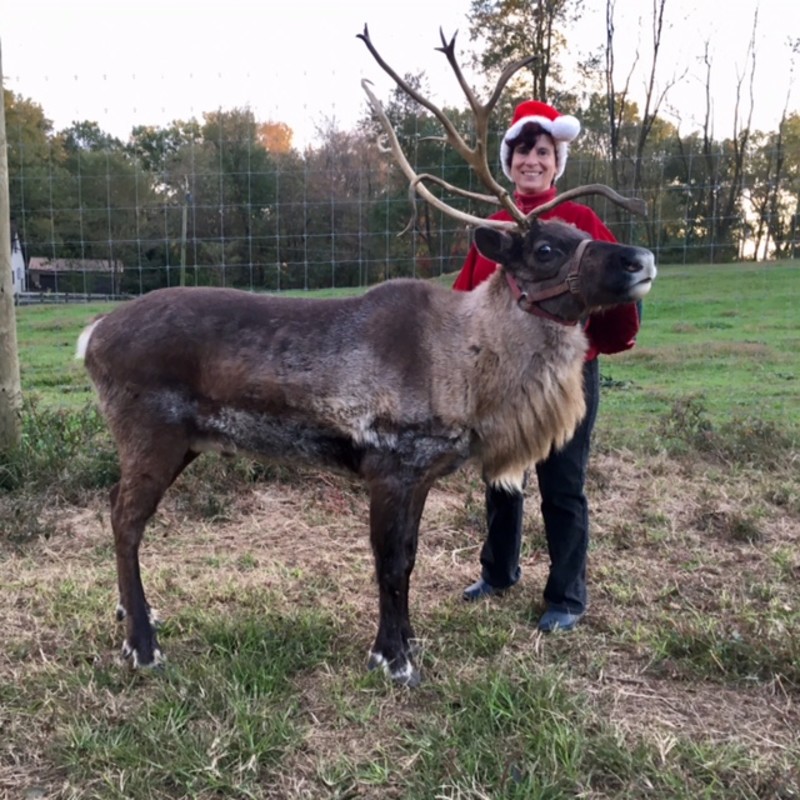 aspen the reindeer.jpg