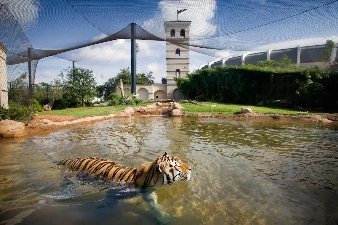 Mike the Tiger .jpeg