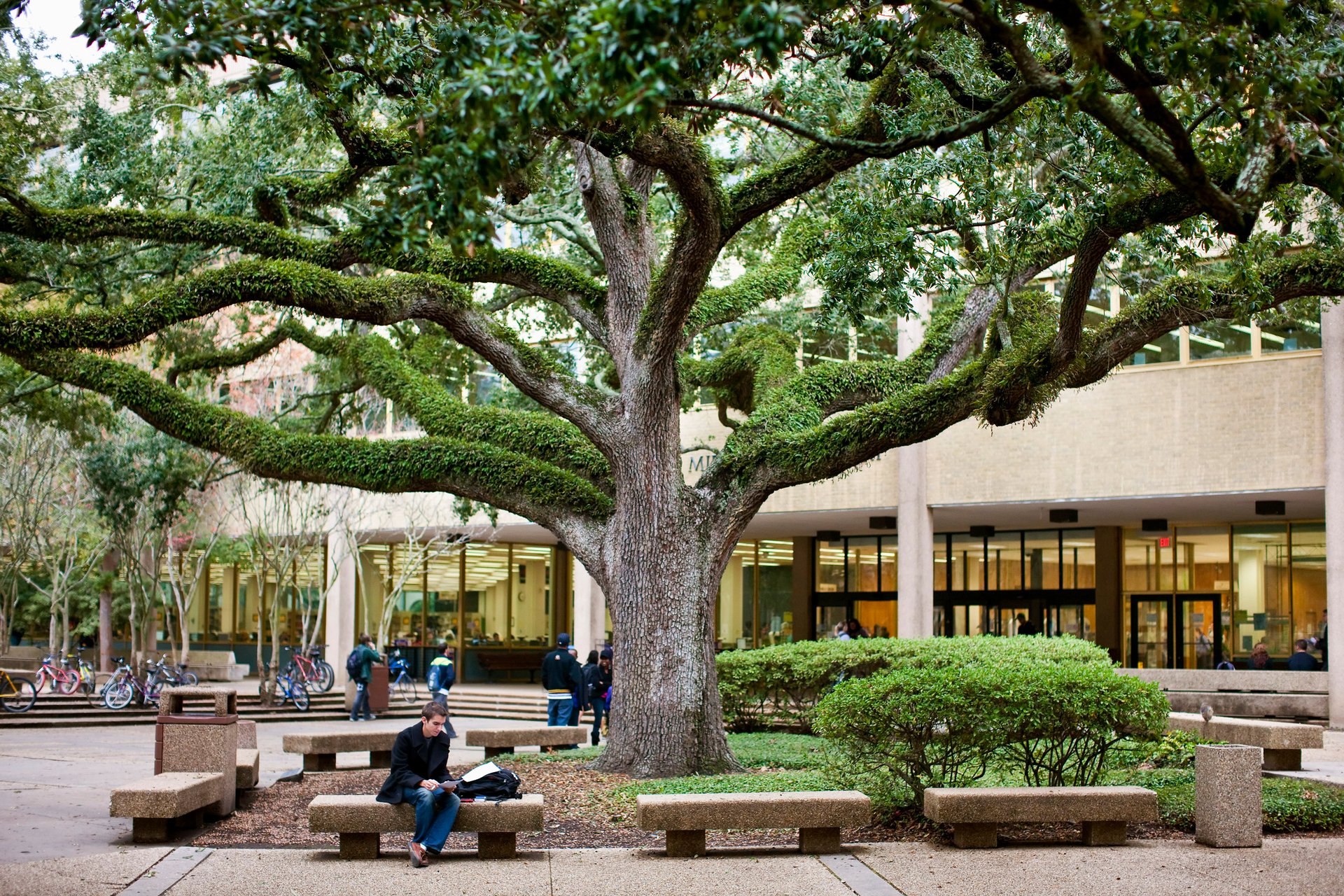 177-3-7596--LSU-Library-Live-Oak_PC-large.jpg