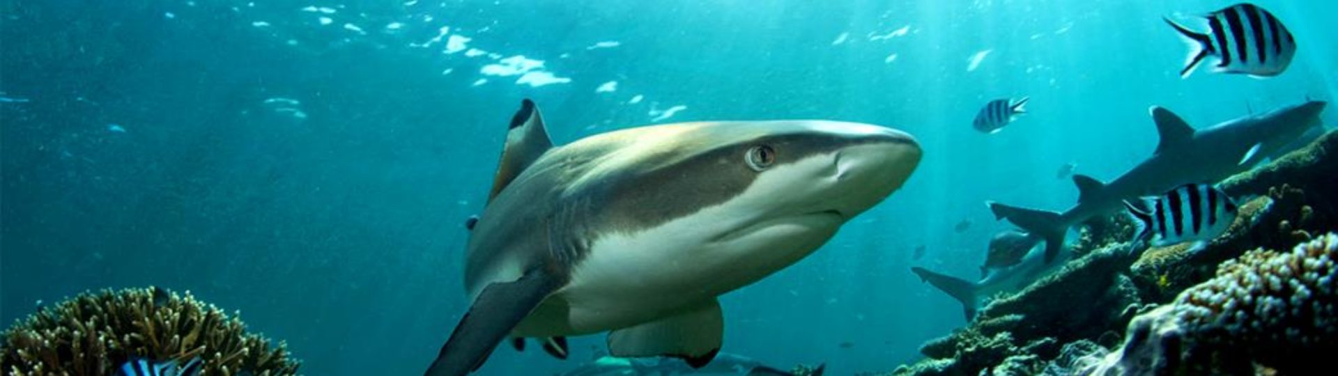 branson-wild-world-shark2-1920x540.jpg