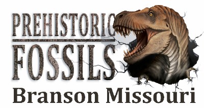 Prehistoric-Fossils-Branson-2.jpg