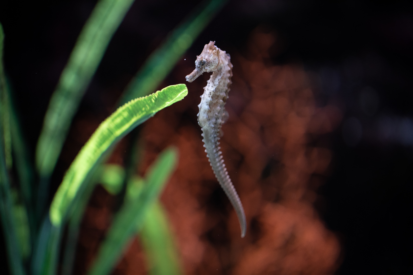 Electric_City_Aquarium_Hiller_215_LCVB.jpg