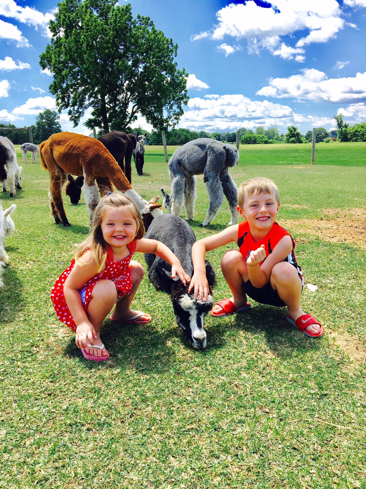KidsWithAlpacas (1).jpg