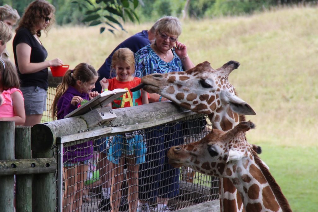 Giraffe-24-1024x683.jpg