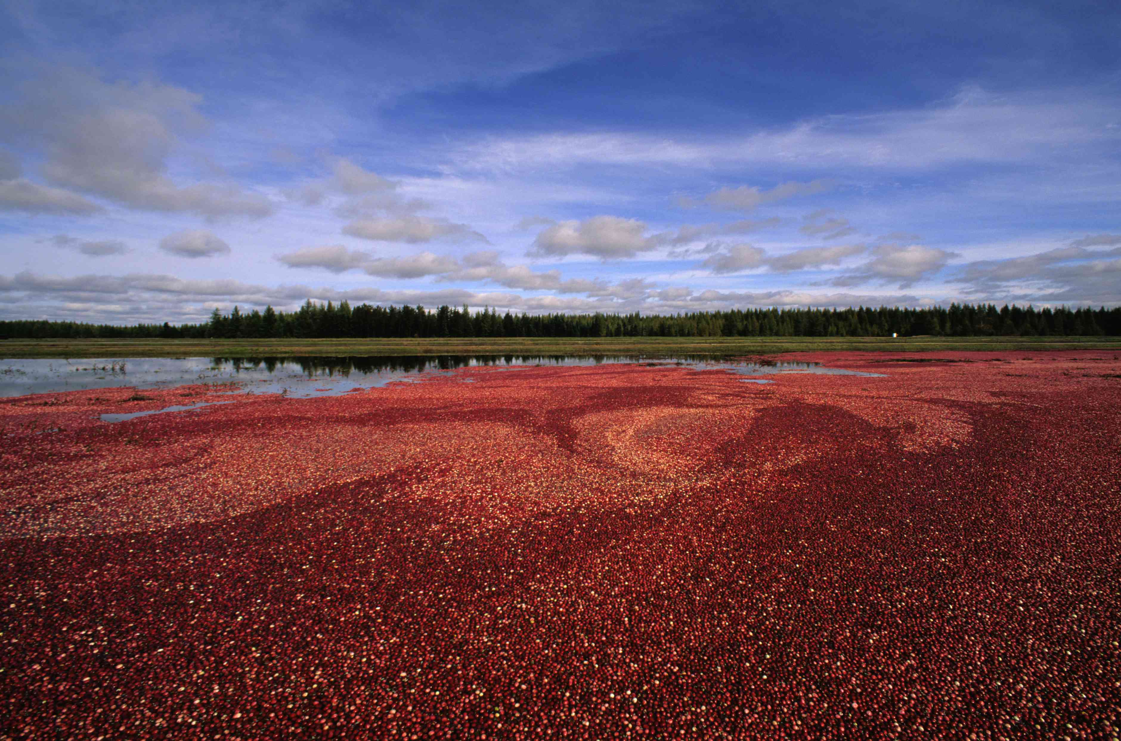 Wis Rapids Cranberry.jpg
