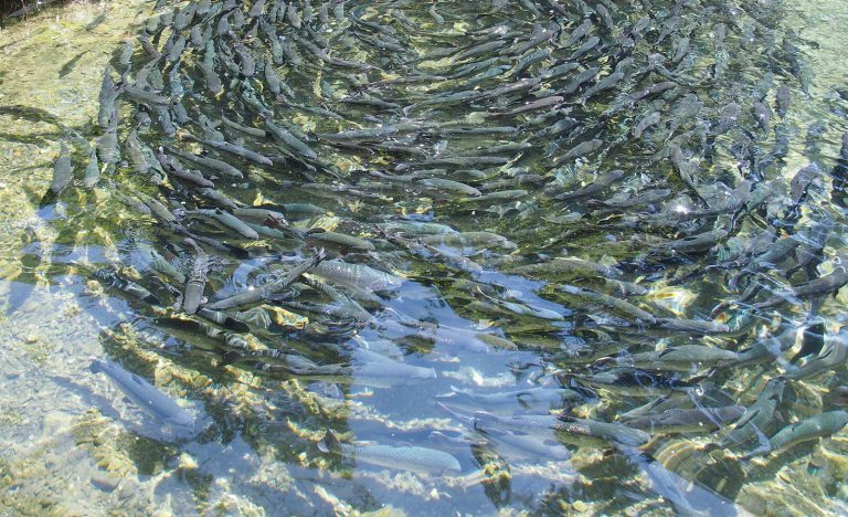 web-fish-farming-768x468-1.jpg