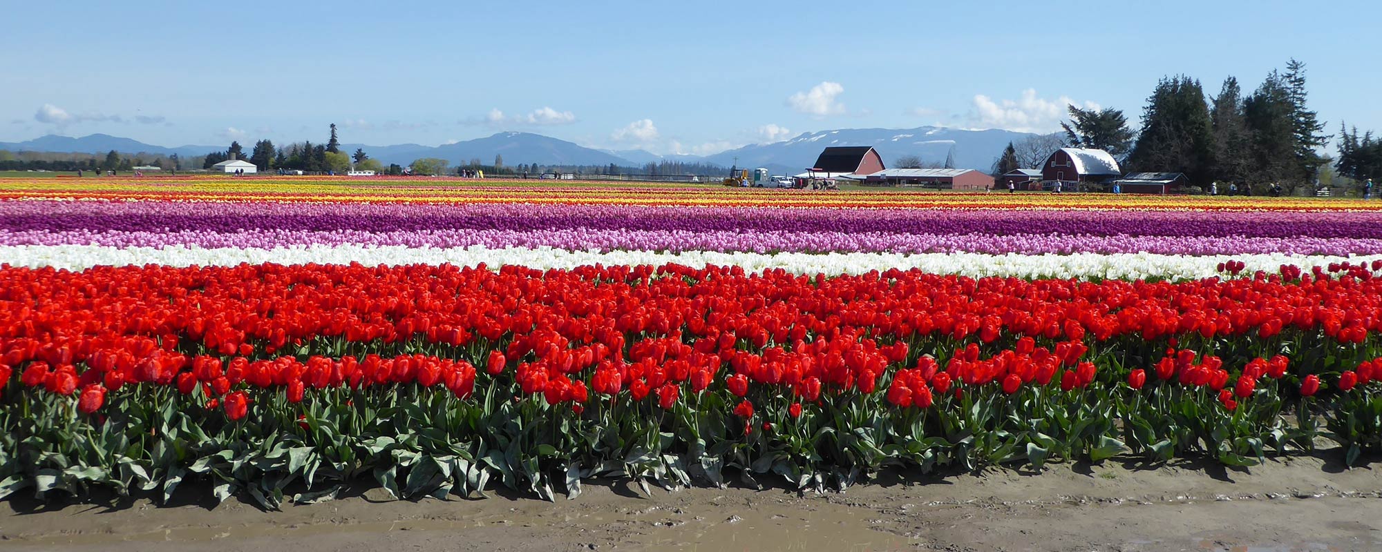 Tulip-Town-Tours.jpg