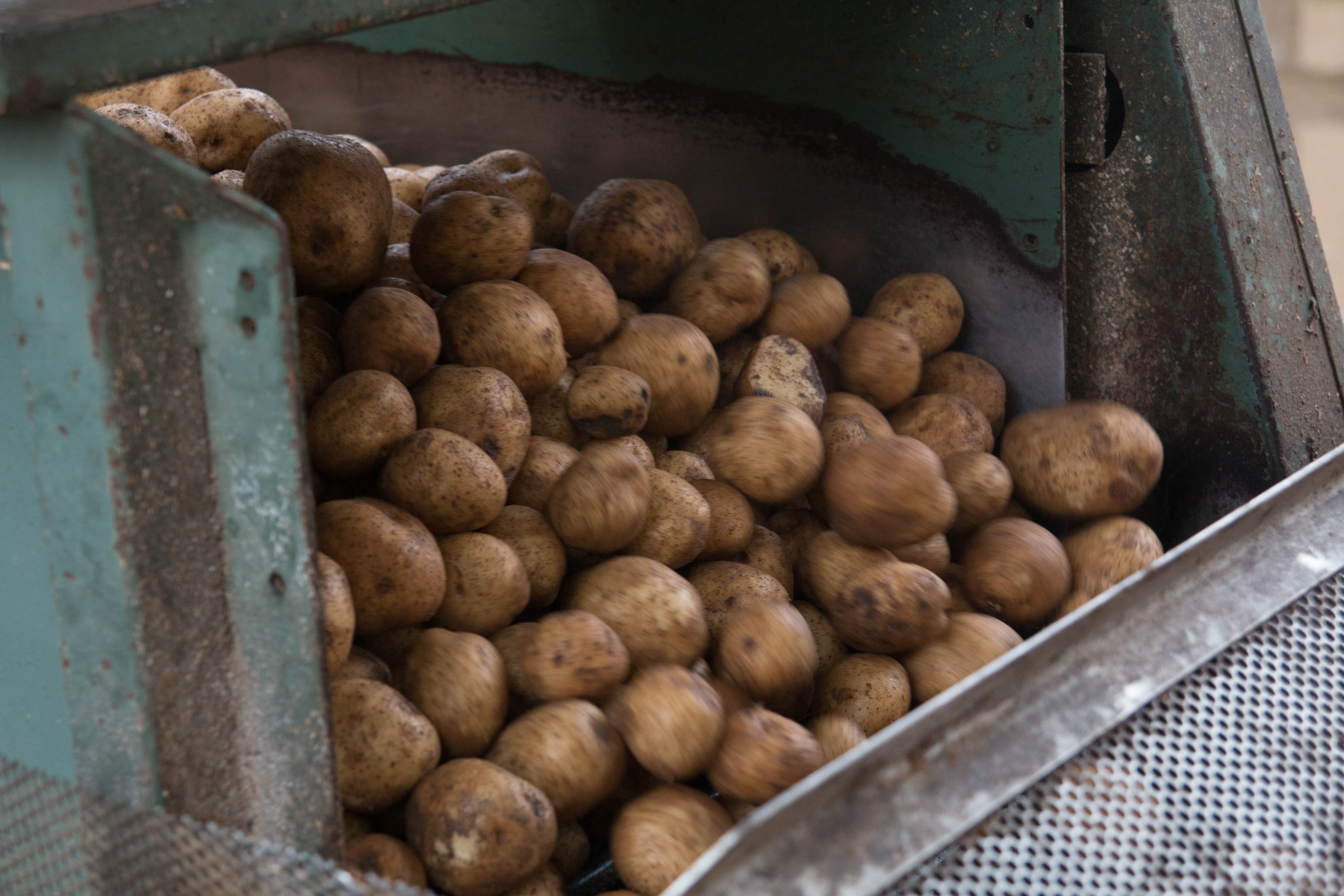 Martin's Potatoes 2.jpg