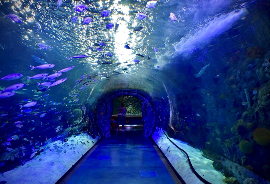 grand-aquarium-branson.jpg