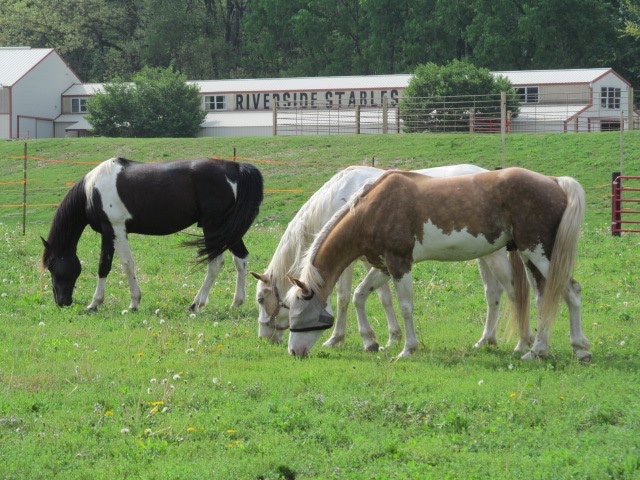Riverside Stables5