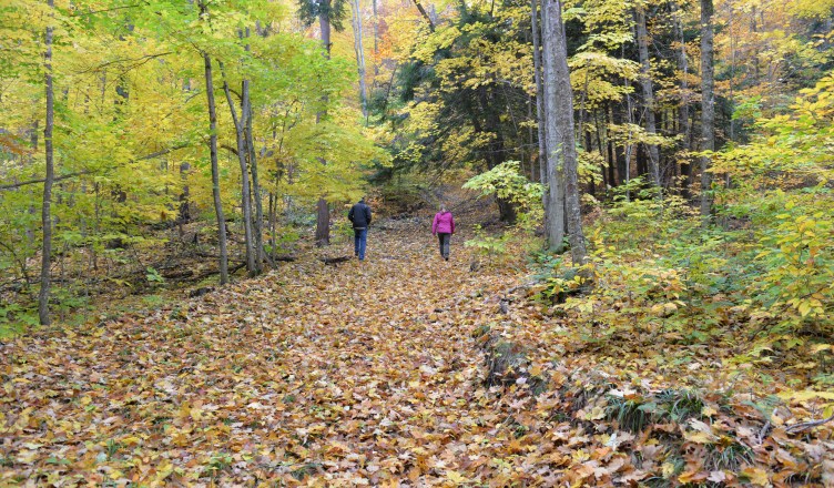 Palmer Woods Forest Reserve 4