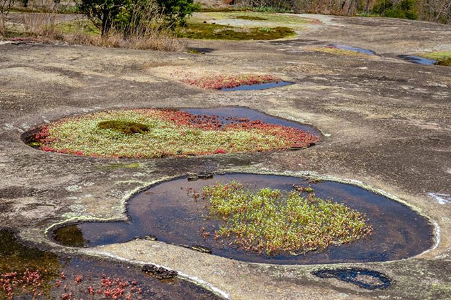 Forty Acre Rock Heritage Preserve 4