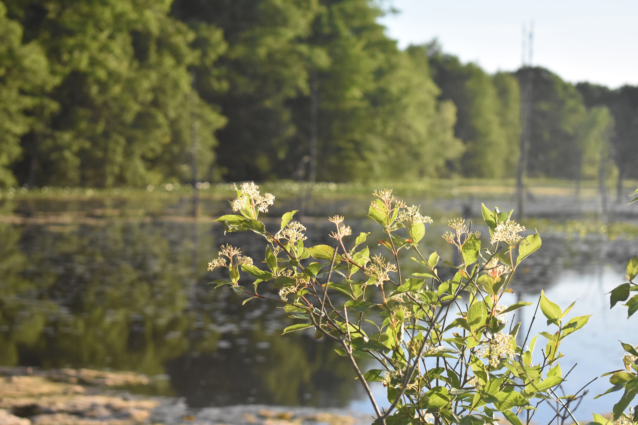 Portman Nature Preserve 6