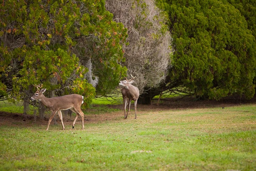Tarpon Woods Deer