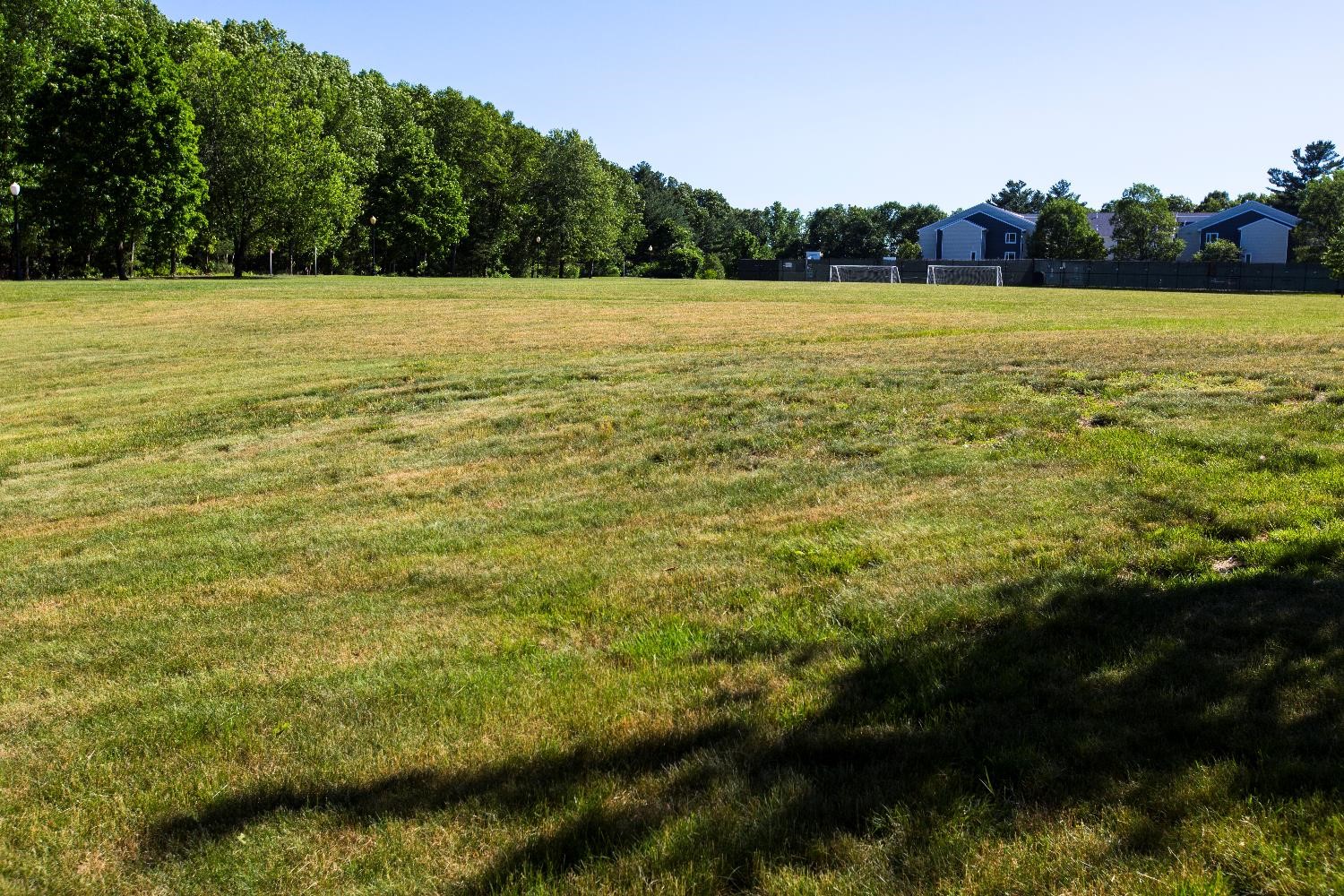 Grass Field 2
