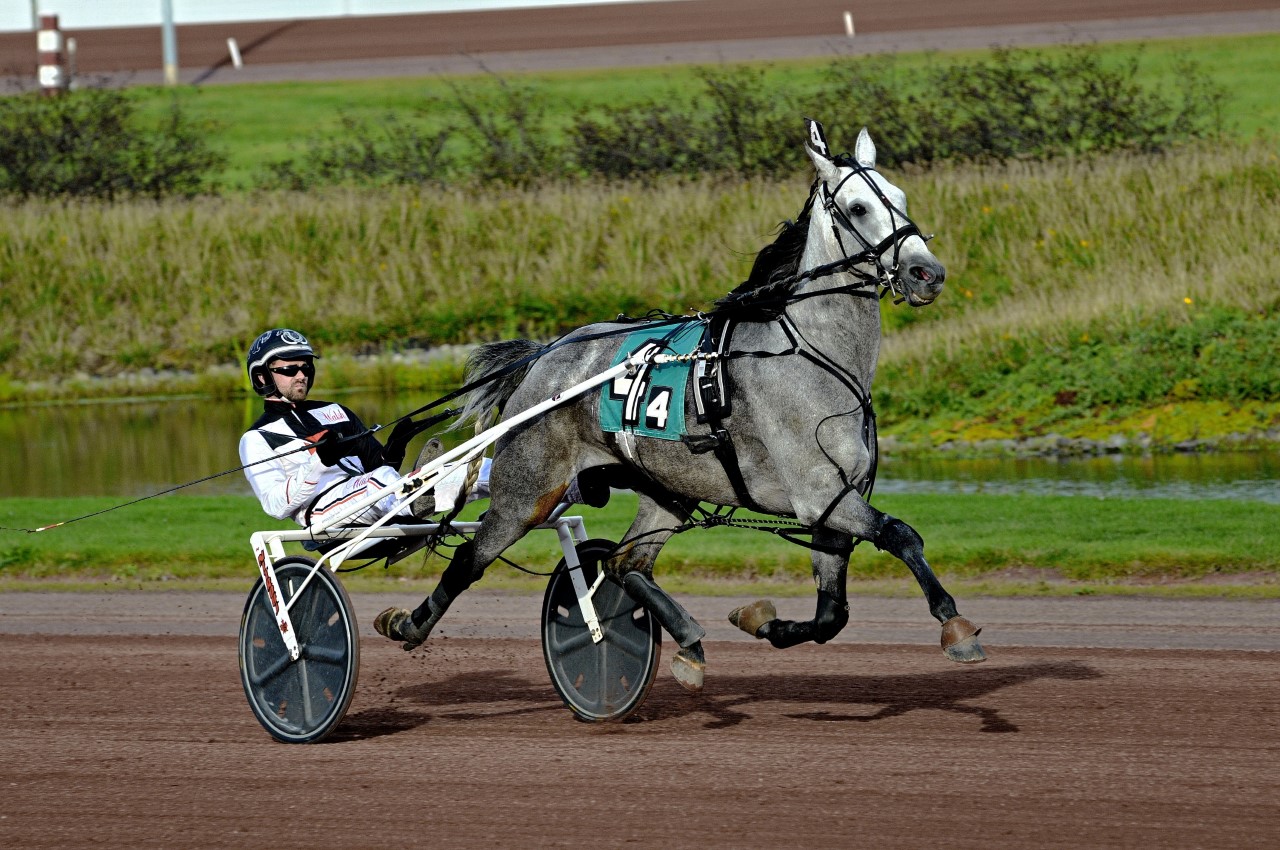 Downs at Mohegan Sun Pocono Harness Racing 2