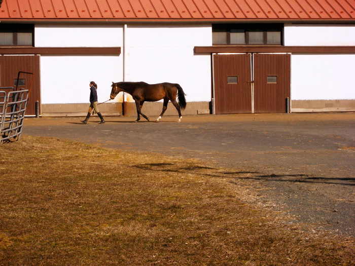 watchung stables horses