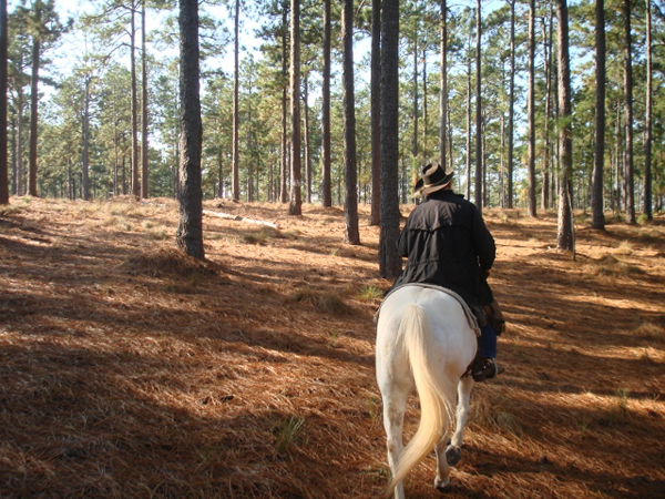 Whetstone Horse Camp 5