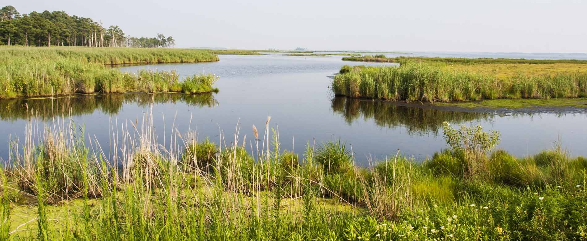 Blackwater_National_Wildlife_Refuge
