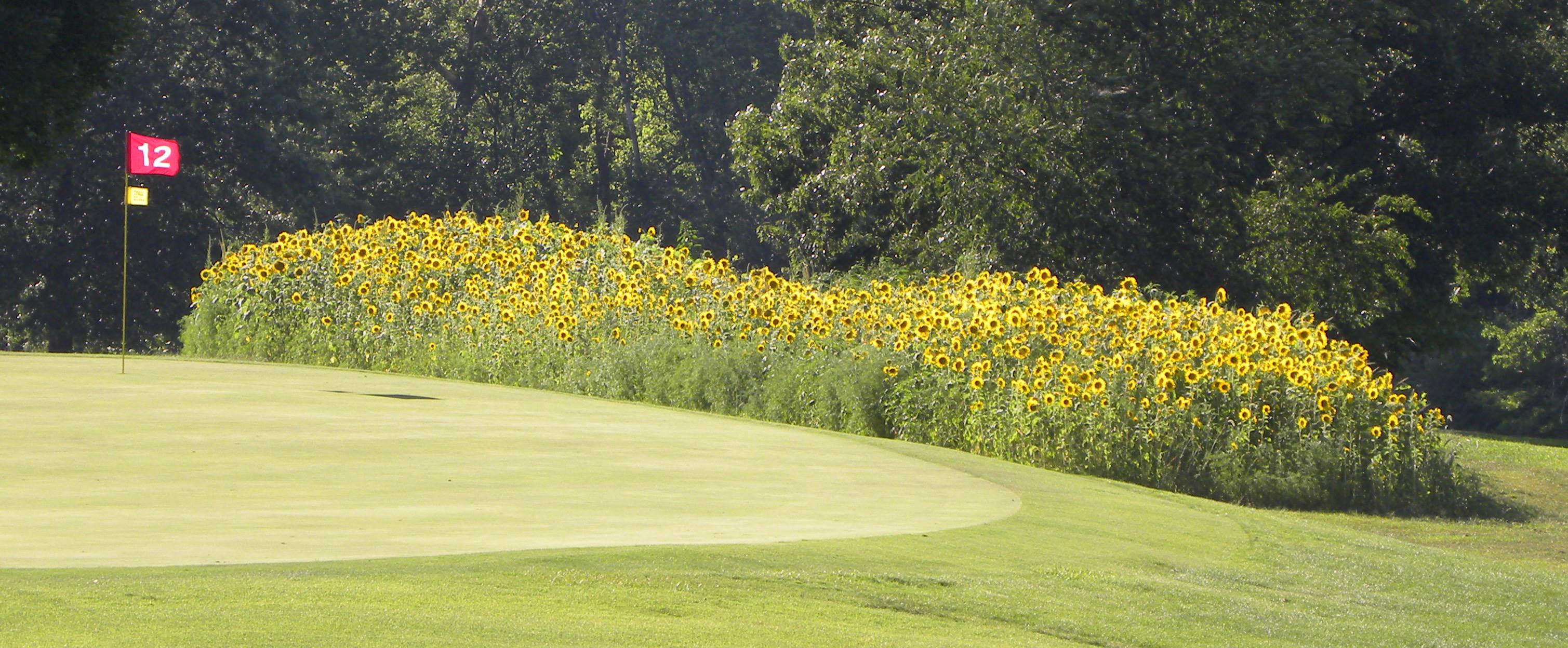 Sunflower Hills Golf Course5