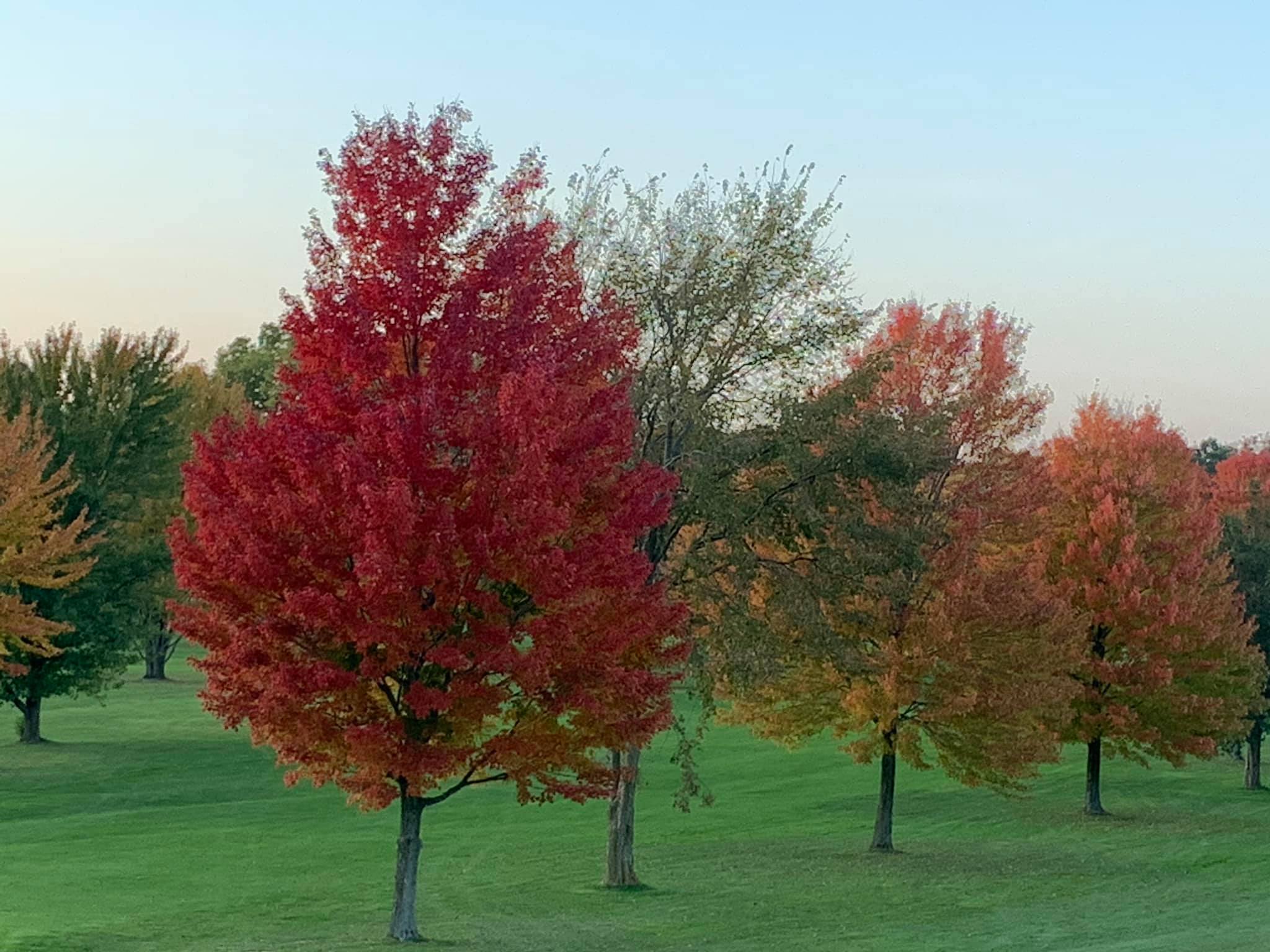 Shamrock Hills2