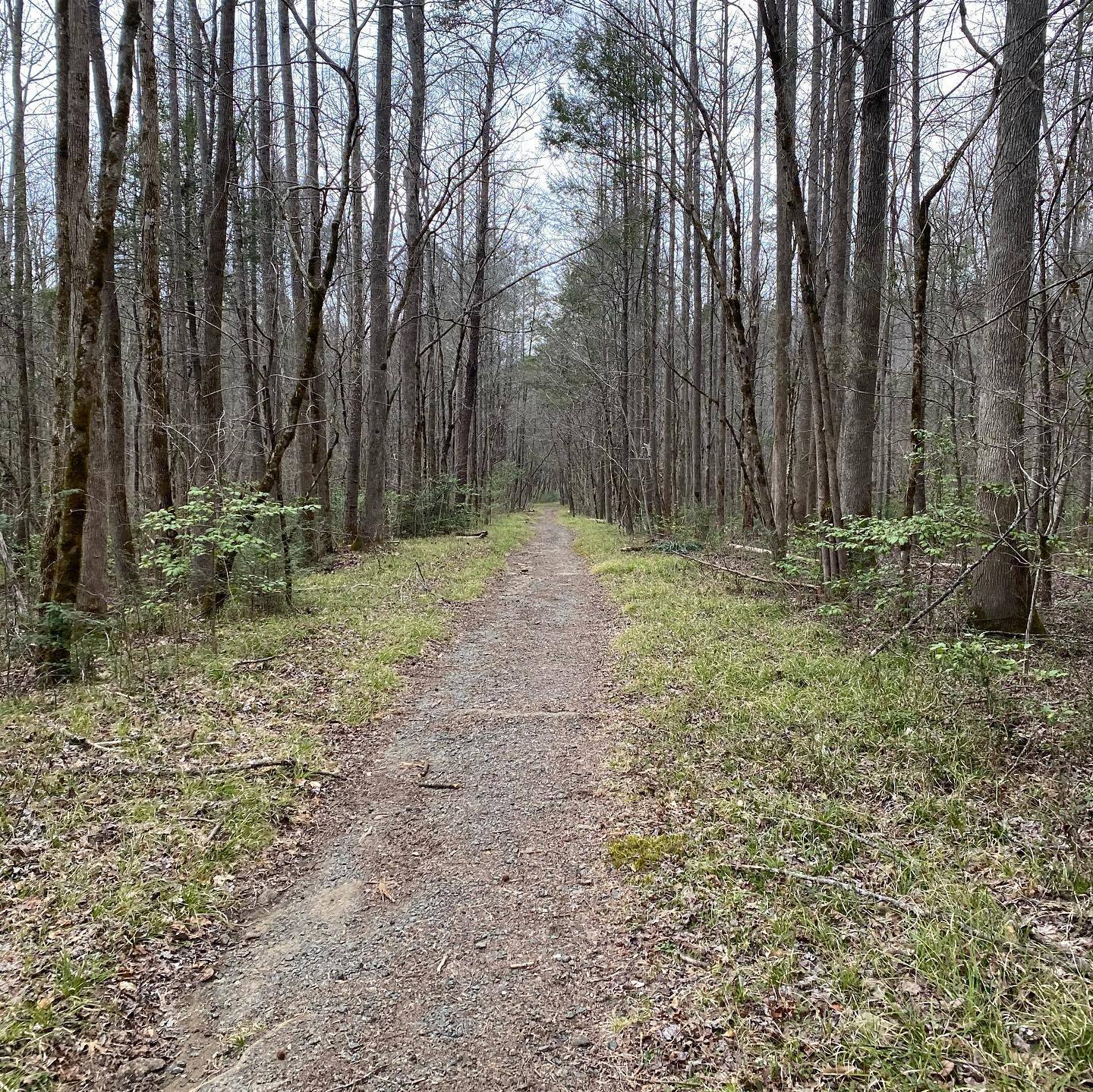 A Walk in the Woods