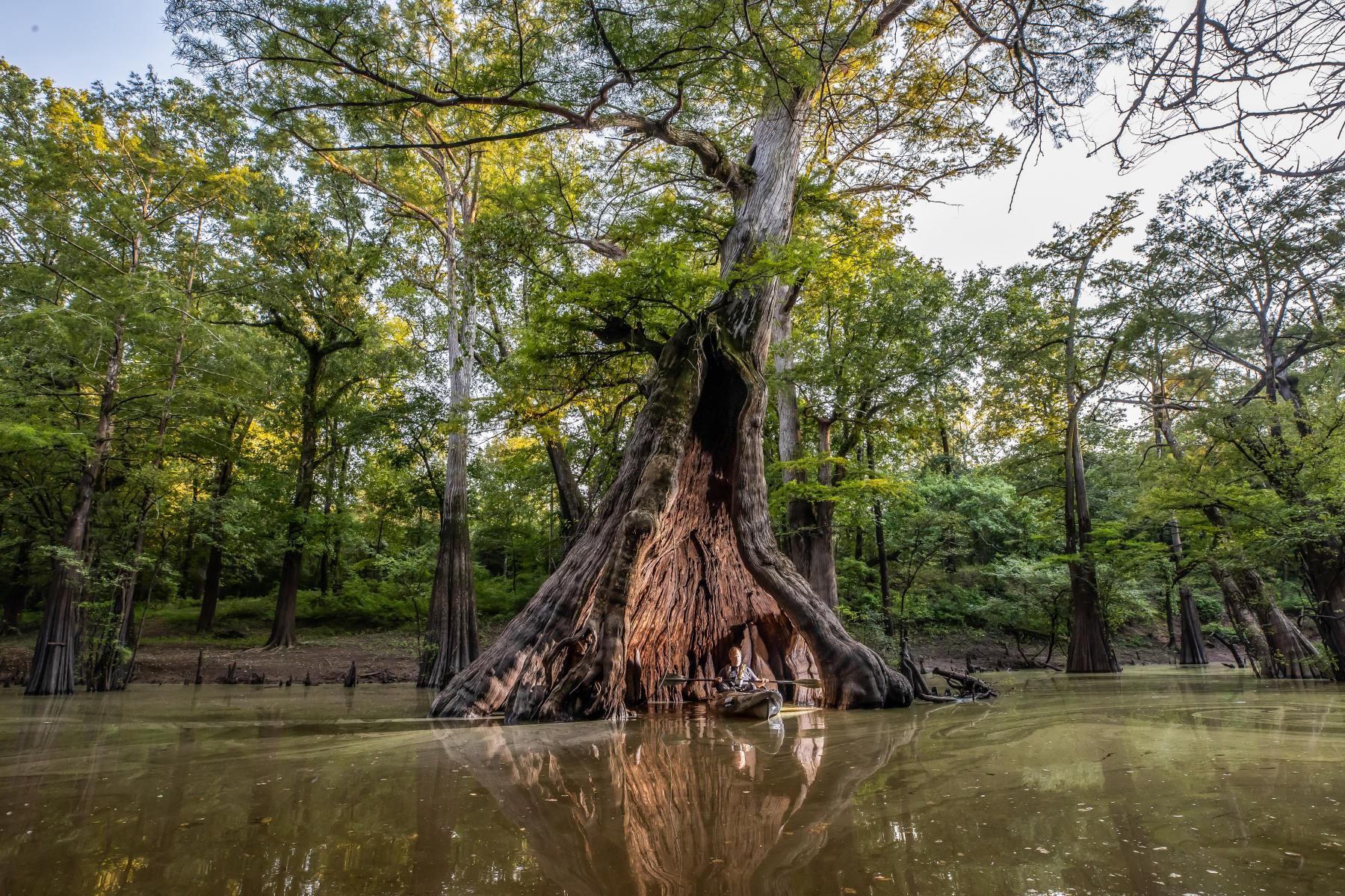 Chemin A Haut Castle Tree Kayaker.jpg