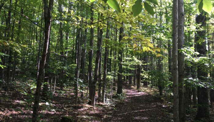 South Long Lake Forest Natural Area 1