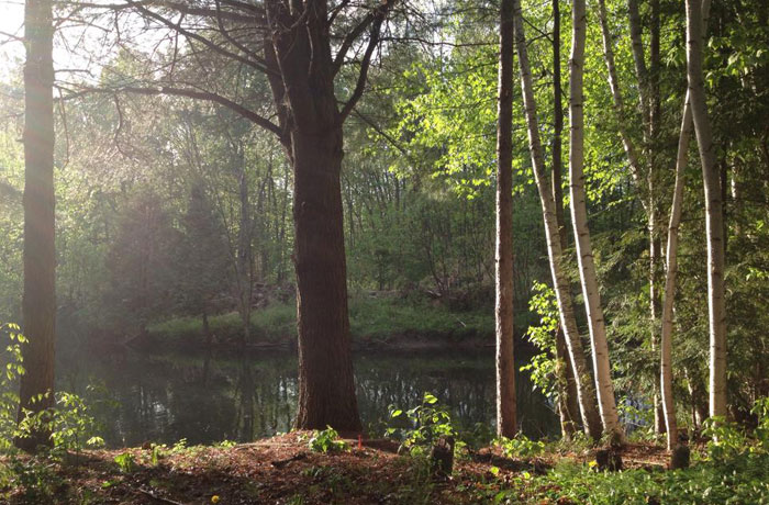 thewilds_pond.jpg