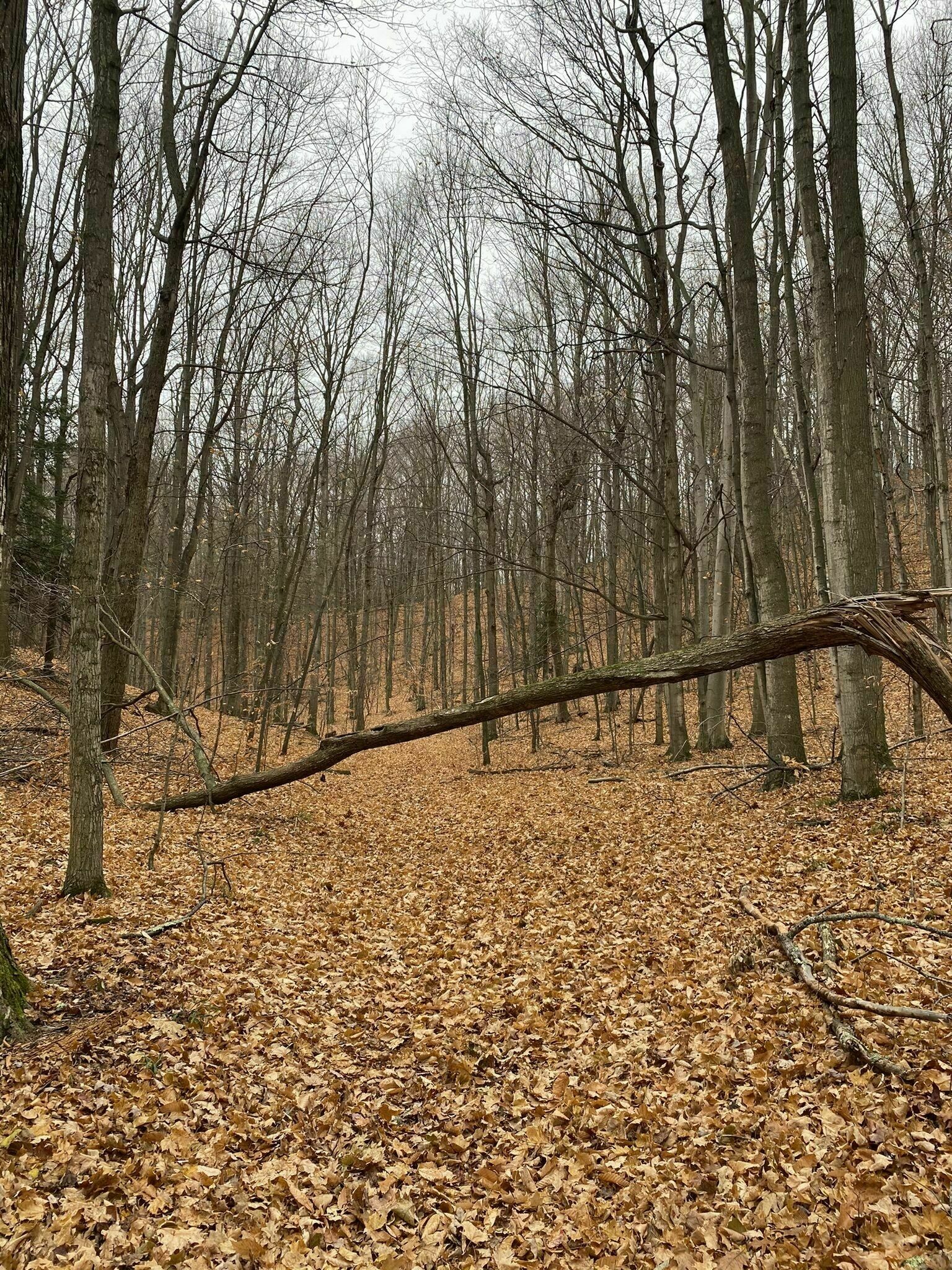 Fruithaven Nature Preserve2