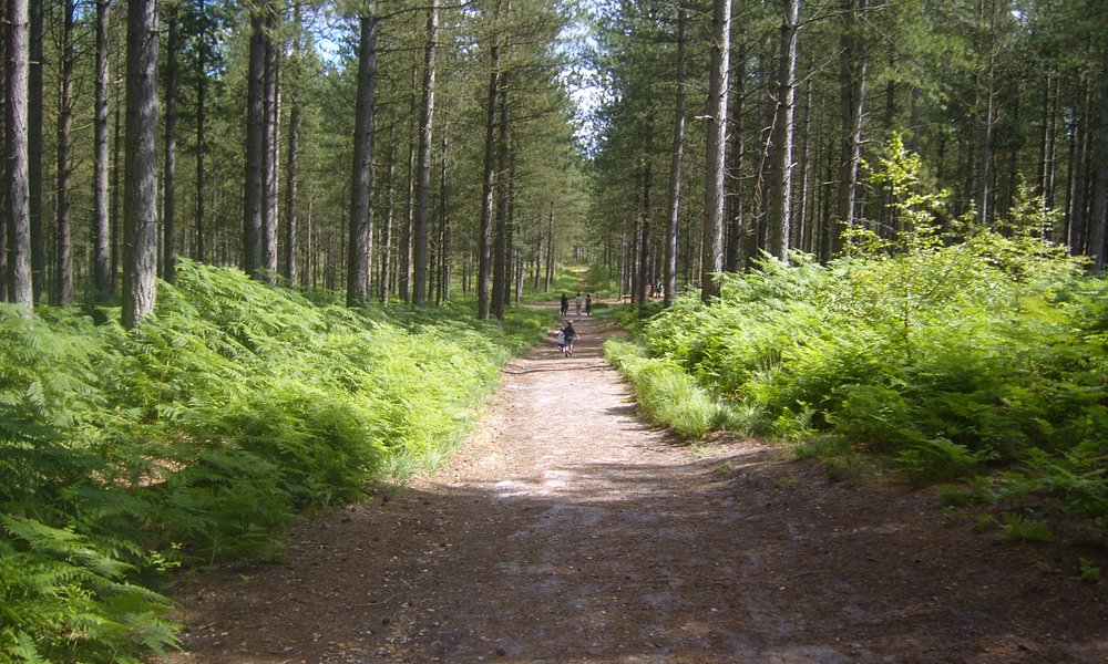 Ringwood 1