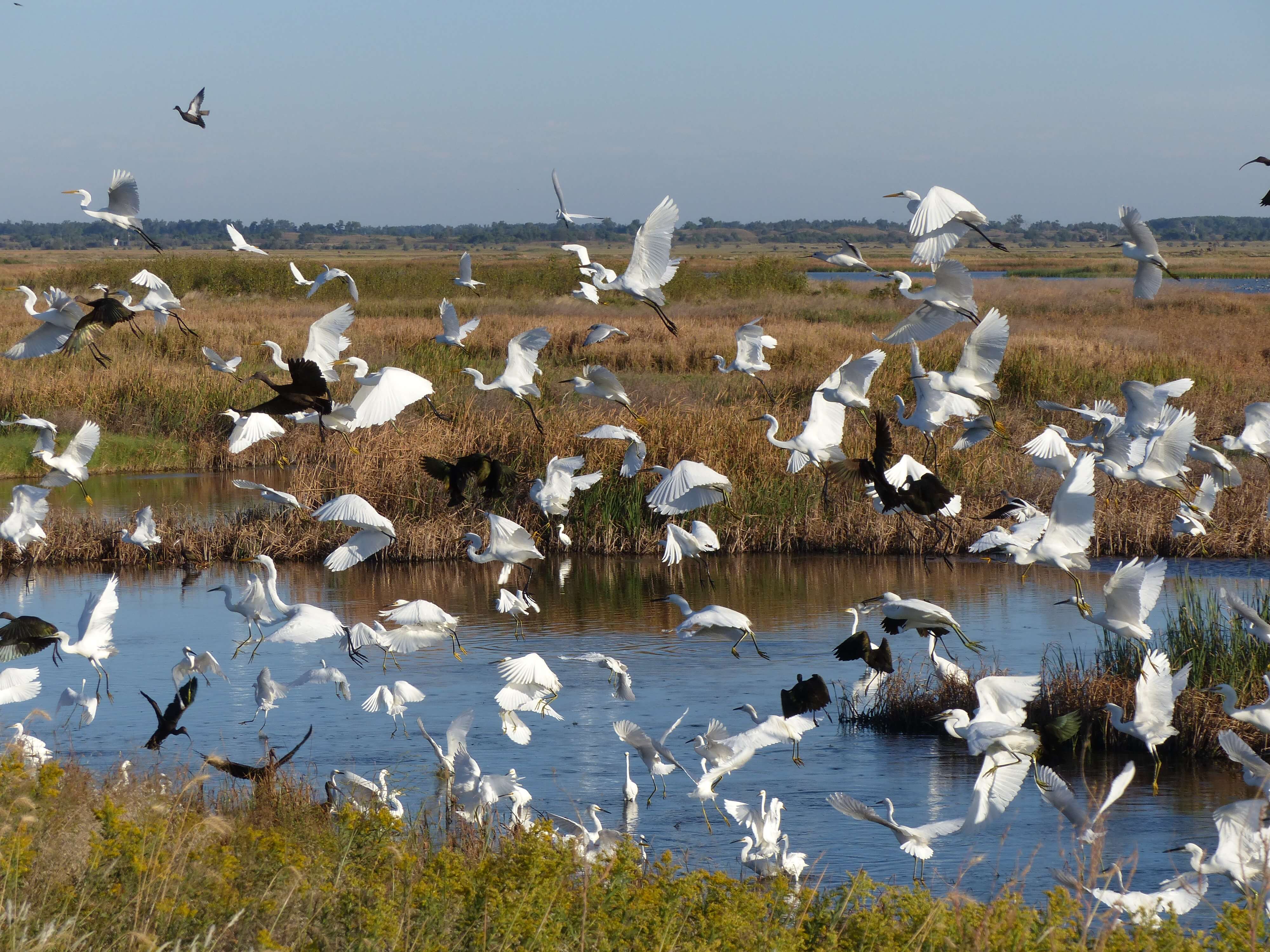 Quivira National Wildlife Refuge