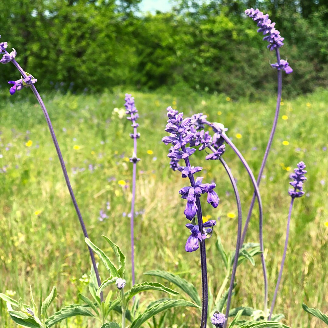 Purple Flowers-Spring Creek Forest Preserve