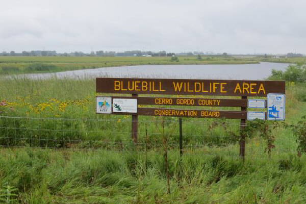 Bluebill Wildlife Area 1