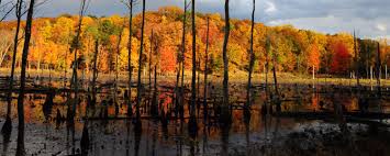 calvert cliffs state park fall
