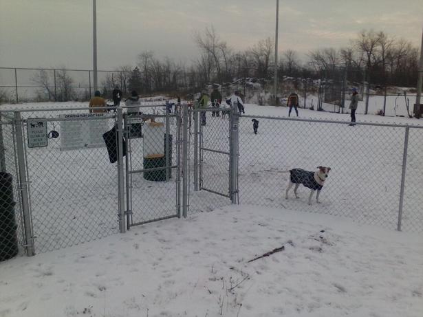 Observation_Dog_Park