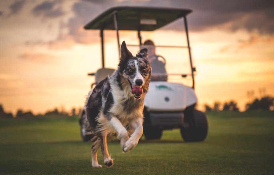Turtle Creek Golf Course 4