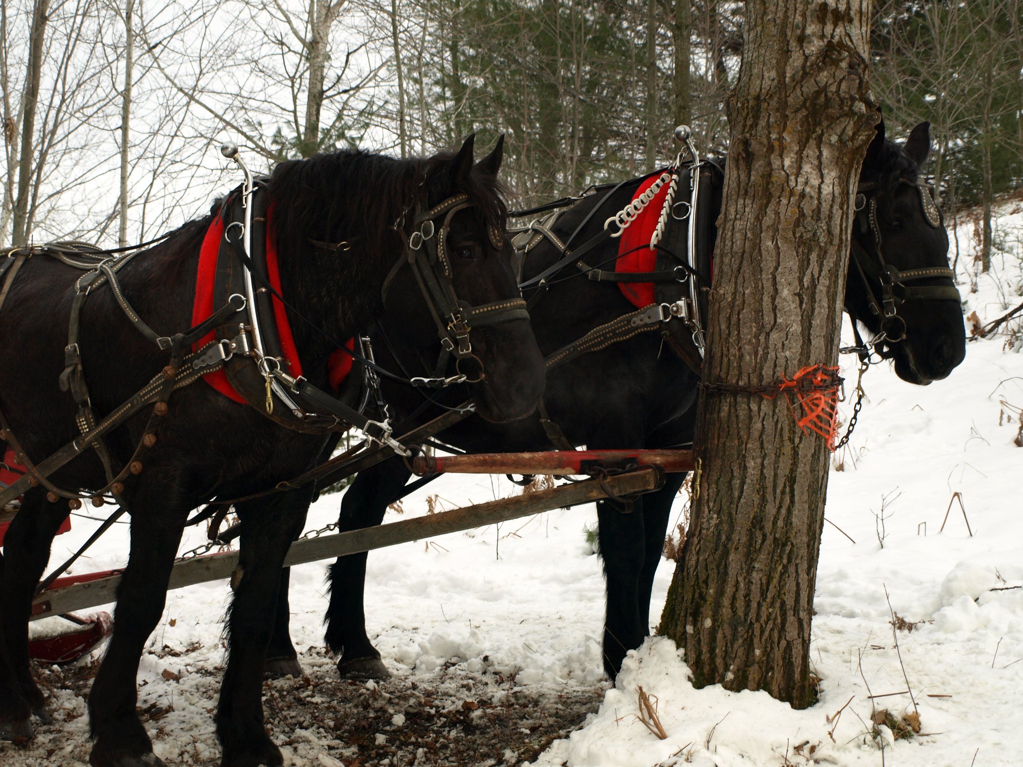 Horse Drawn Sleigh Rides and Hay Rides4