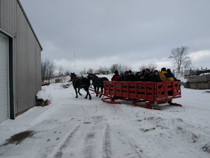 Horse Drawn Sleigh Rides and Hay Rides2