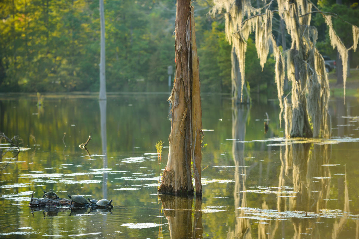 Sam Houston Jones State Park .jpg